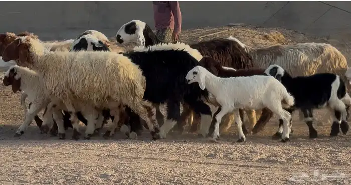 غنم مهاجين ونعيم متابيع طيبه 8 معها 8 1