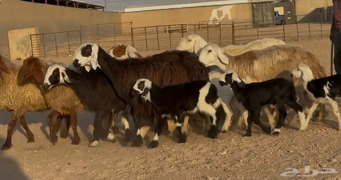 غنم مهاجين ونعيم متابيع طيبه 8 معها 8 6