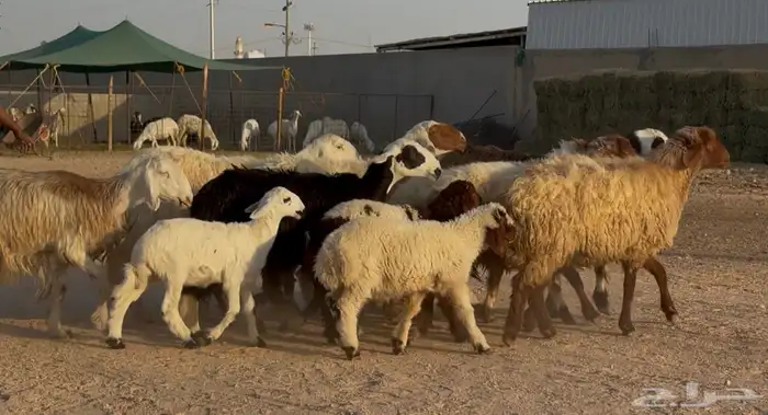 غنم مهاجين ونعيم متابيع طيبه 8 معها 8 7