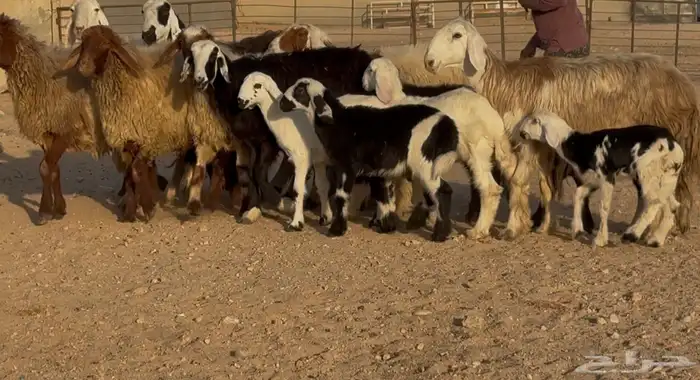 غنم مهاجين ونعيم متابيع طيبه 8 معها 8 2