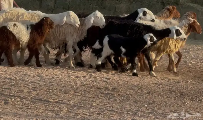 غنم مهاجين ونعيم متابيع طيبه 8 معها 8 10