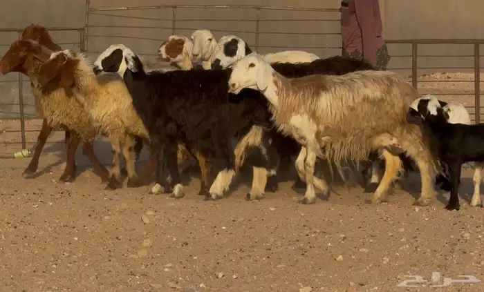 غنم مهاجين ونعيم متابيع طيبه 8 معها 8 9