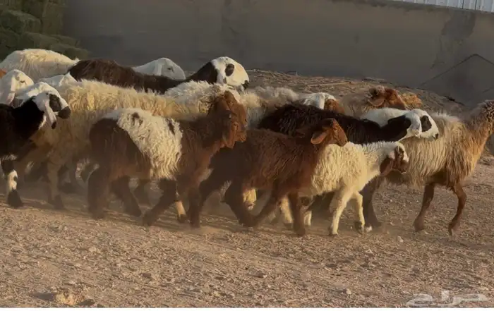 غنم مهاجين ونعيم متابيع طيبه 8 معها 8 4