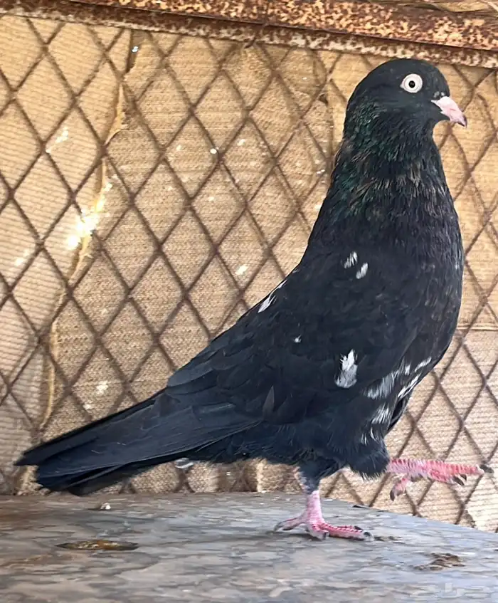 جوز رام بوري 1