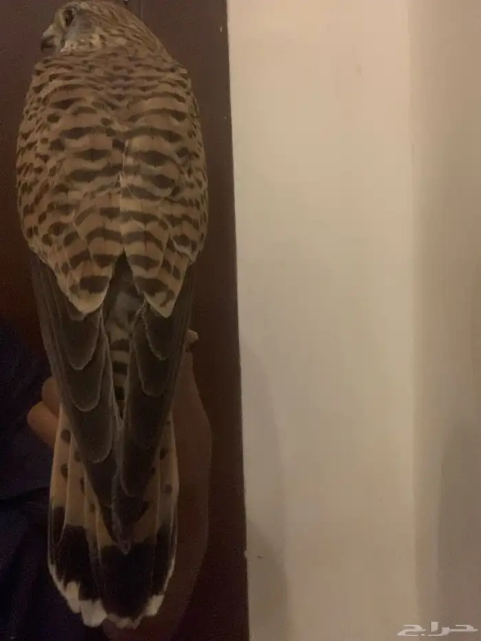 باشق وحش طرحه قبل يومين 1