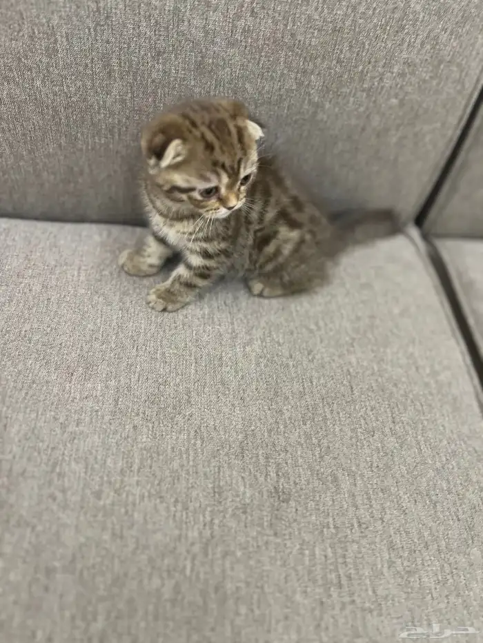 سكوتش دبل فولد مميز جدا ماشاءالله لون نادر مطعم 2