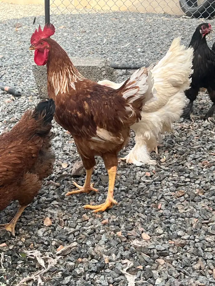 ديوك لوهمان الالمانيه 5