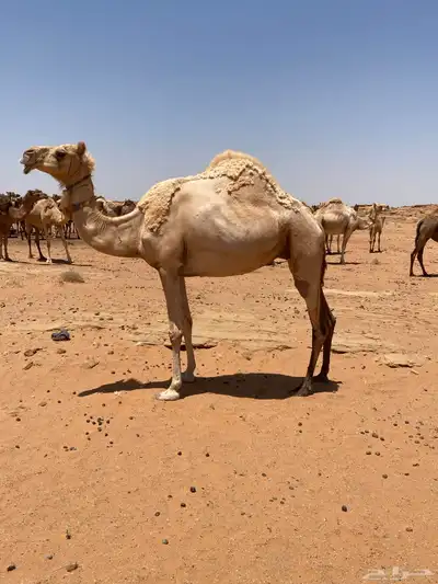 ناقه ذلول منتج index