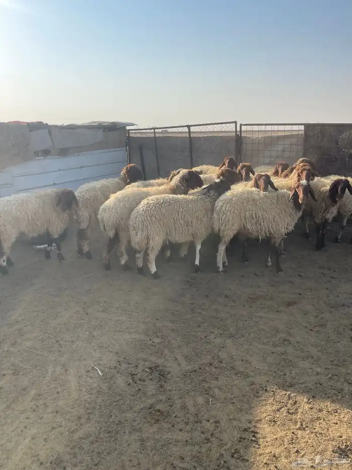 للبيع غنم نعيم مراح واحد جذعات وثناوات دفيع مع فحلها 0