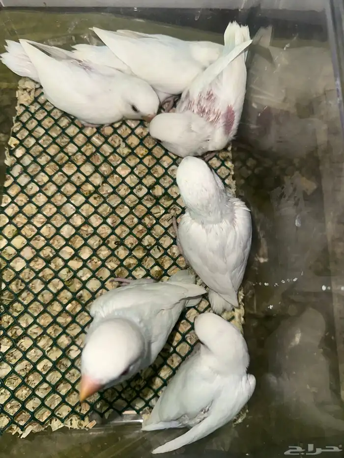 فروخ روز البينو قريب هدد(بالجملة) 1