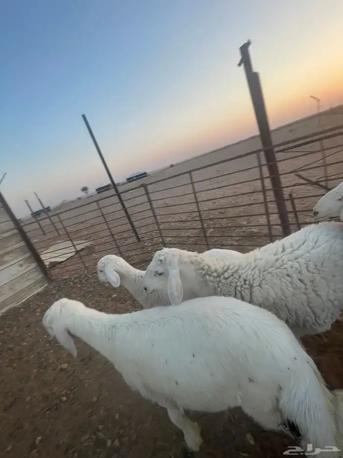 ذبايح طيبه نعيمي حري واسعار منافسه 4