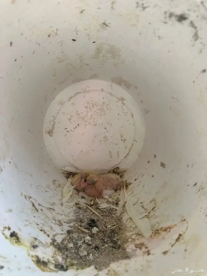 حمام فرنسي لاحم سوبرجامبو للبيع 2