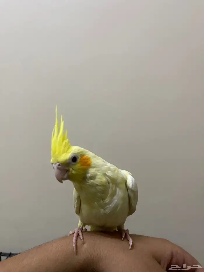 كروان لاتينو عيون حمراء (تم البيع) 0