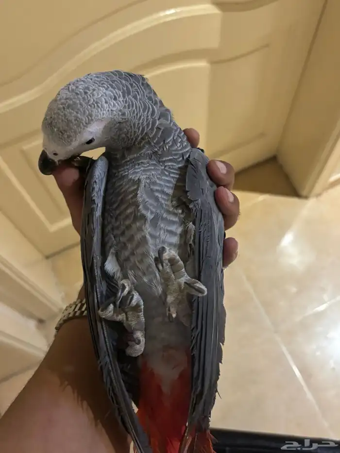 وينكم يا مربين الكاسكو سوبر جامبو ماشاء الله تبارك الرحمن 0