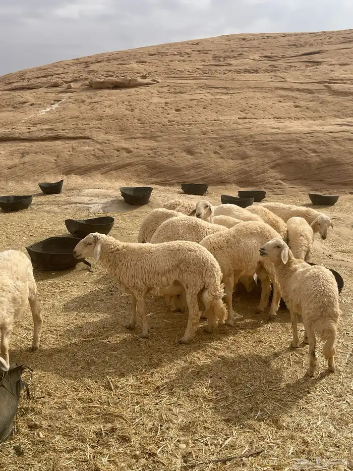 خرفان حريات 15