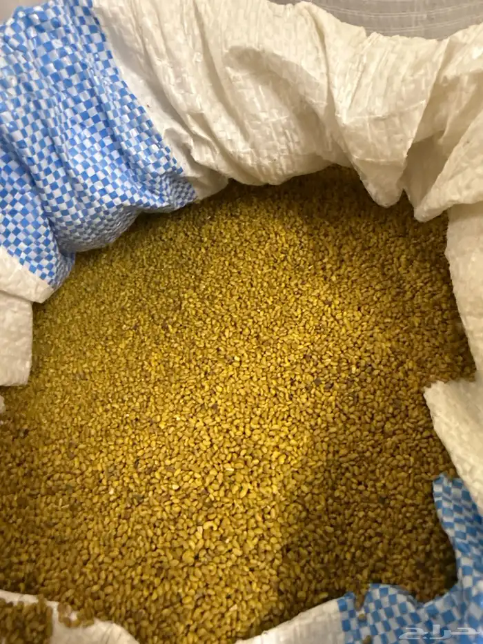 بذر برسيم بلدي شرط 0