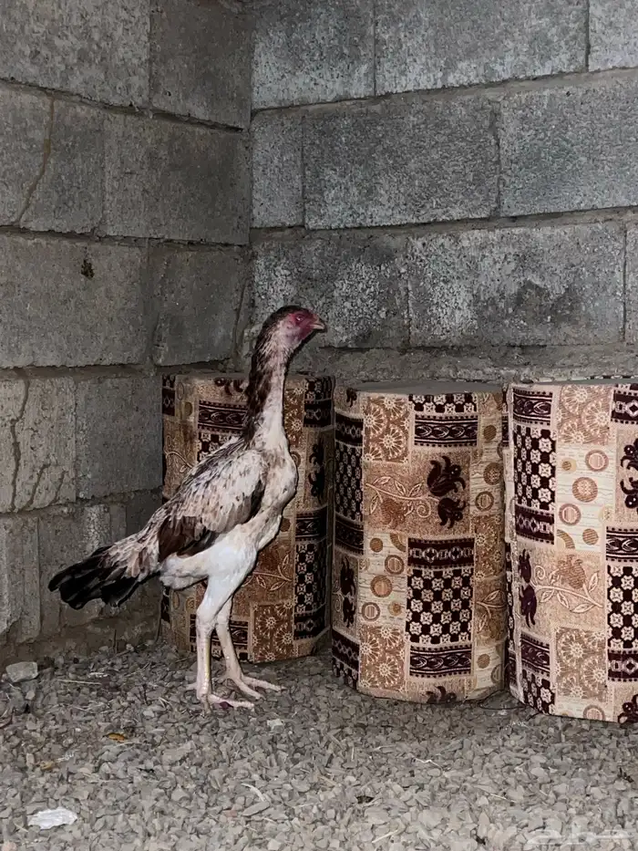 دجاجة شامو ياباني 0