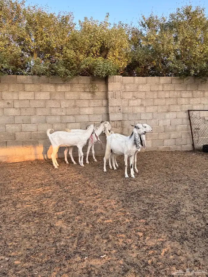 للبيع معزاء اشباب دفيع 0