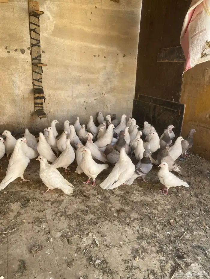 حمام عشه وحده 0