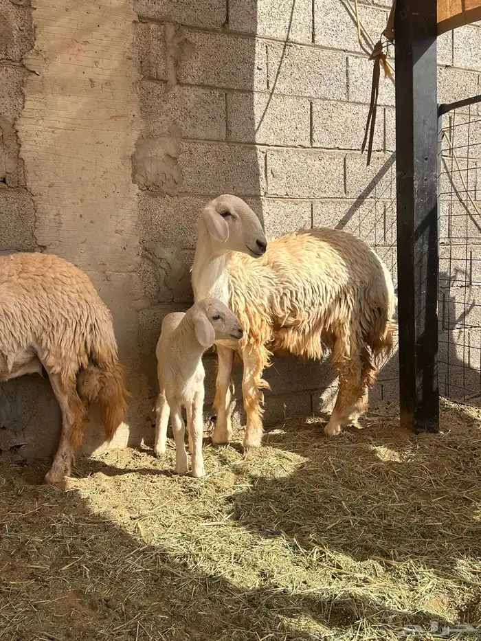 رخال متابيع. (تم البيع ) 2