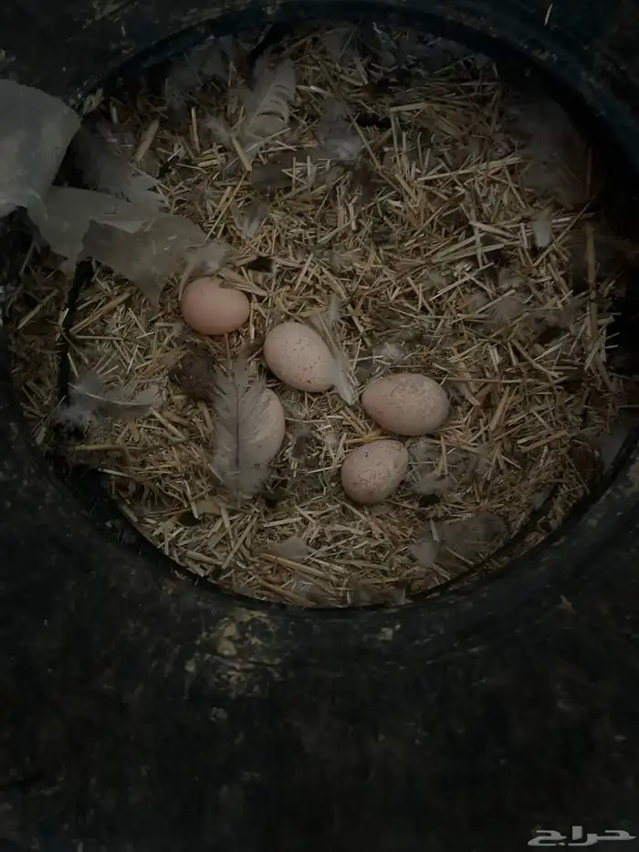 دجاج رومي بياض وبشاير 4