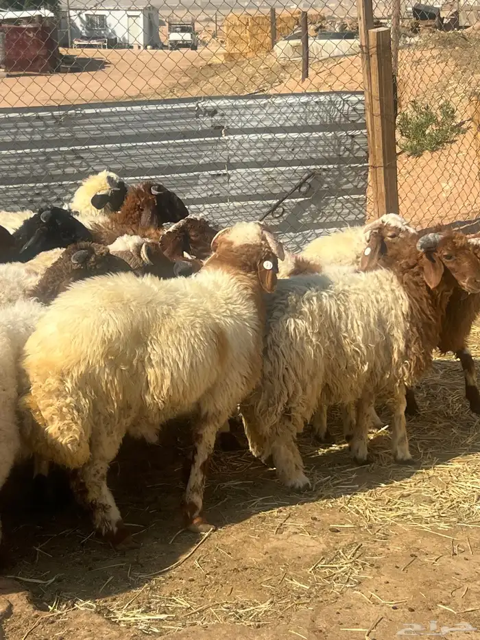 هرافى خرفان فل شحم 6