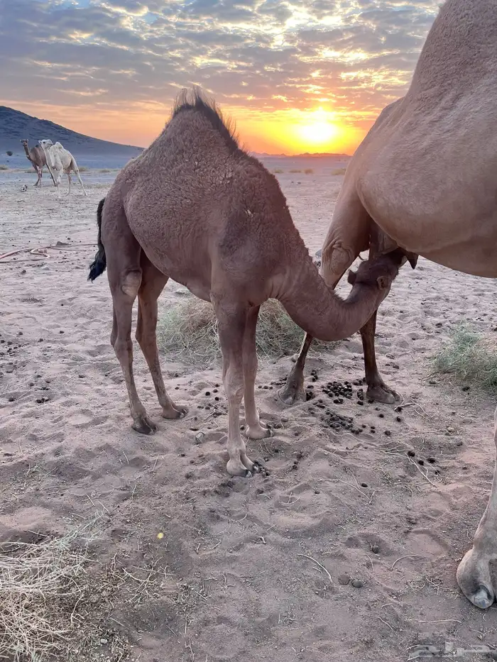 قعود وبكره ع الحليب شرط 0