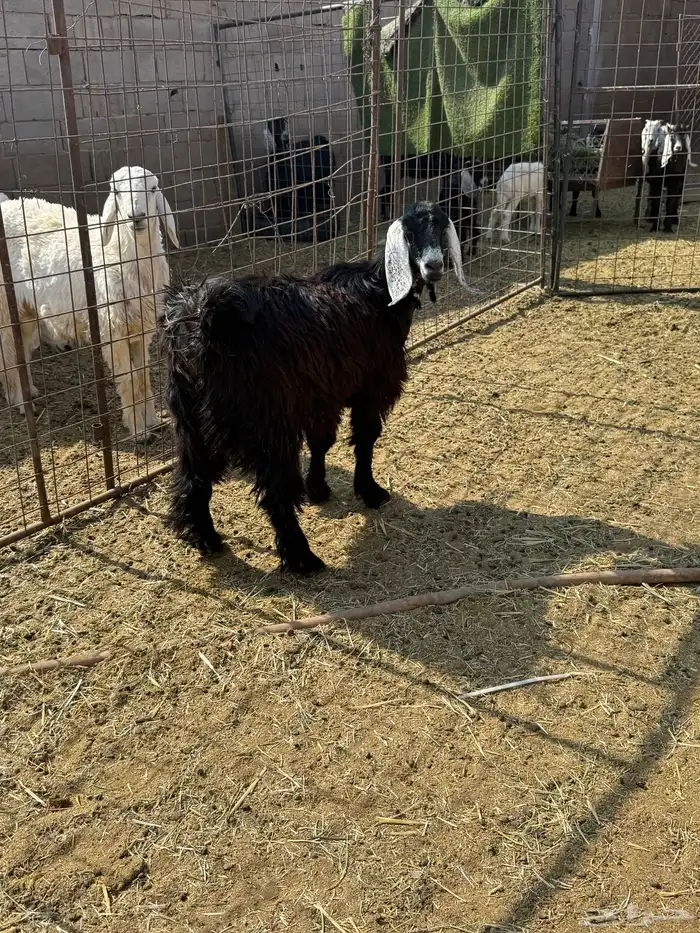 للبيع جفار ذبايح 0