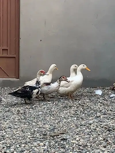 للبيع بط مشكلة خمس حبة index