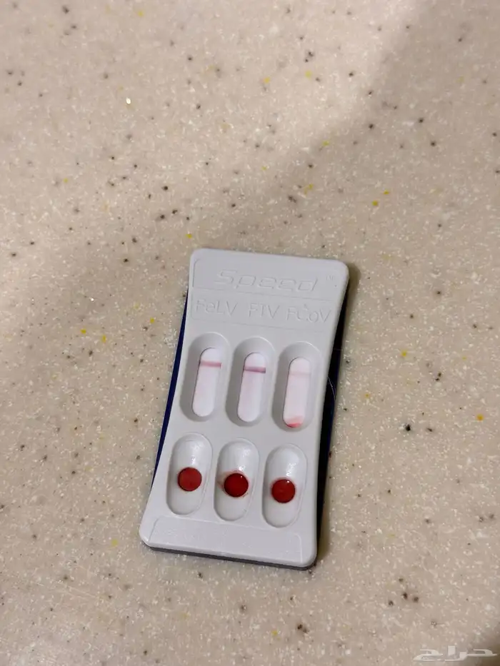 قط هملايا للتبني 2