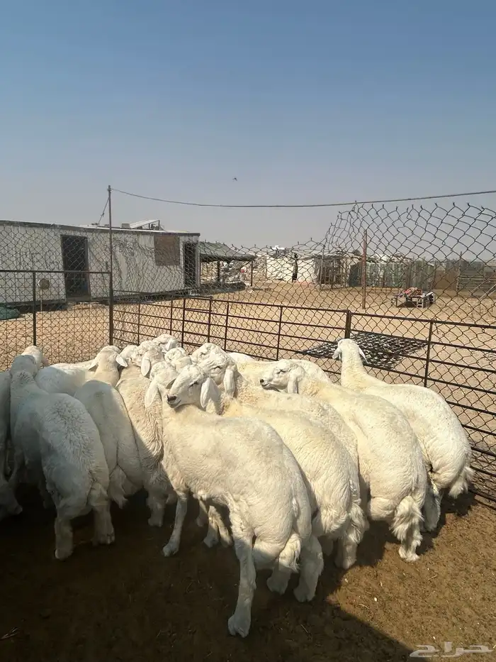 حريات جبر ناهي ووسط كفو ونعيم جبر ناهي ووسط كفو وهرافي 2