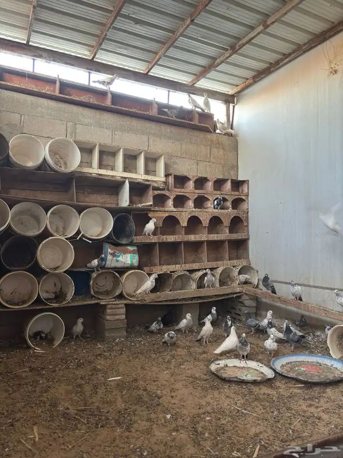 للبيع حمام منتج 0