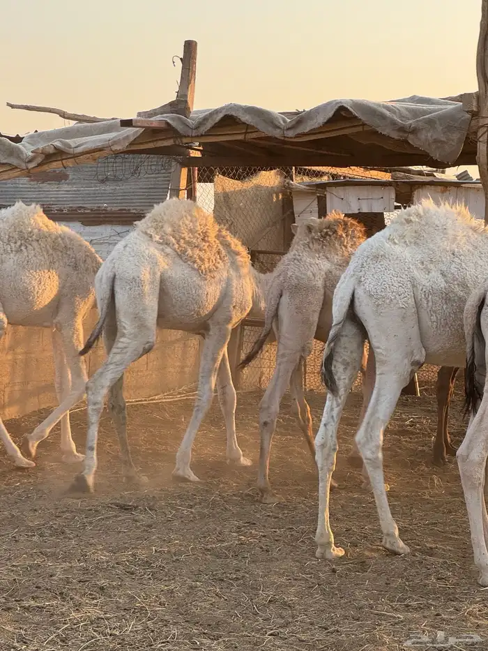 حشو طيبه للبيع 1