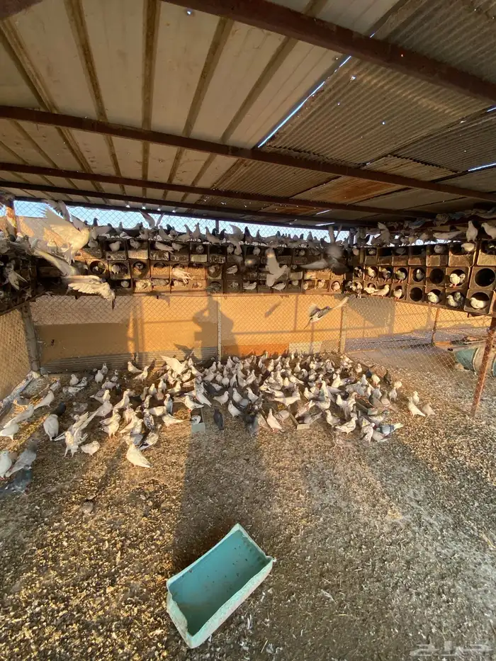 حمام للبيع فرنسي وباكستاني 10