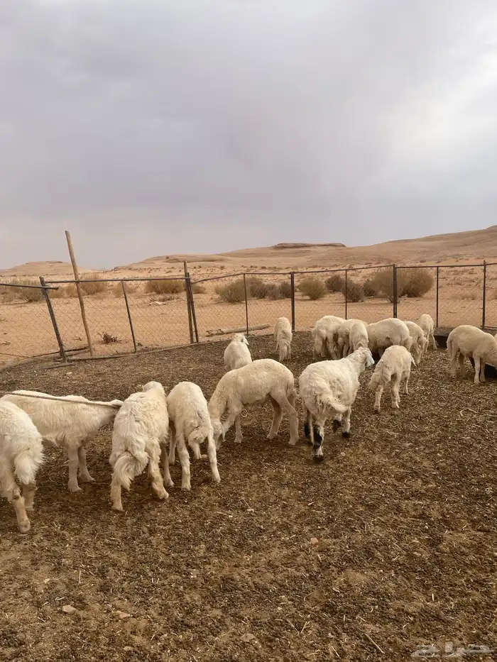 خرفان حريات 12