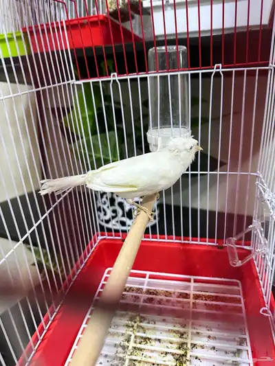 كناري سوري index