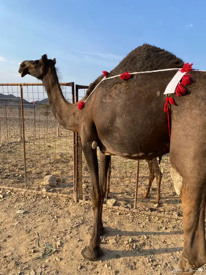 خلفه مجهم ناقة فروع فروع ومجموع بالحليب الحد12500 1