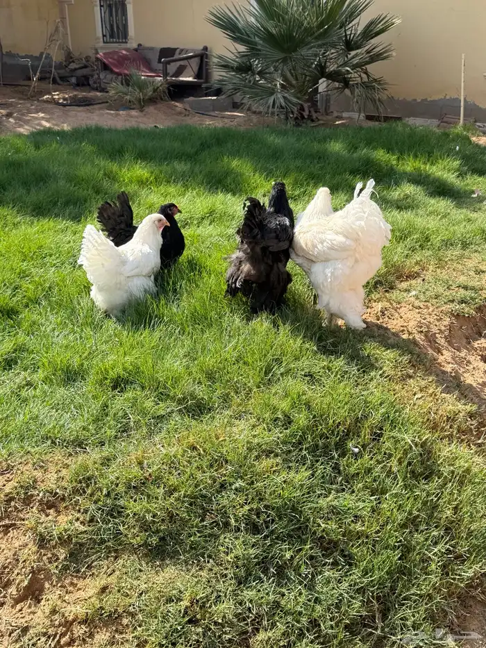 دجاج براهما 1