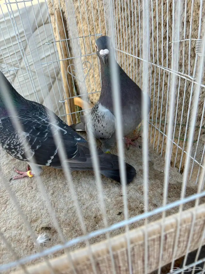 للبيع زوج زاجل 7