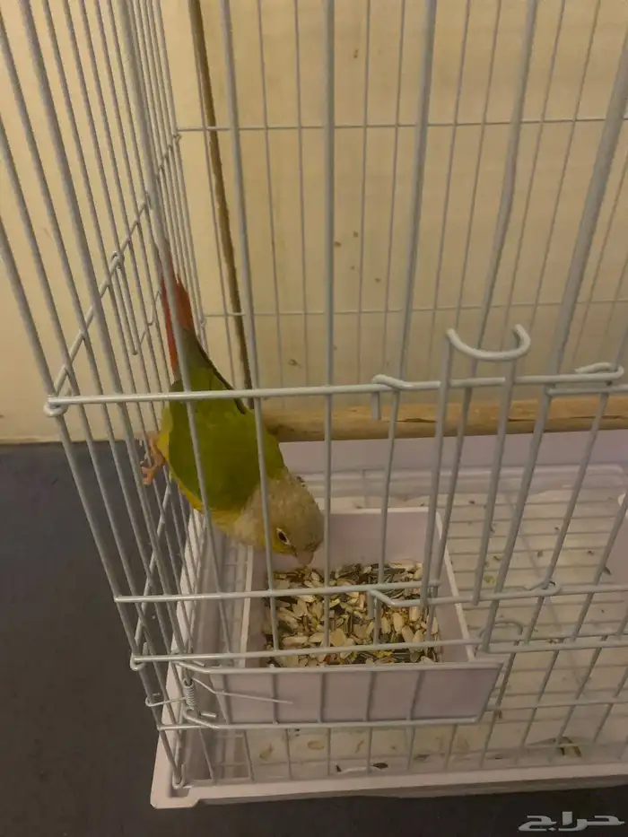 ببغاء كنيور اناناس 0