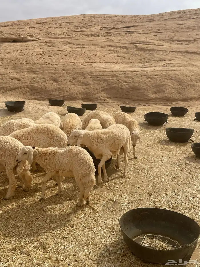 خرفان حريات 14