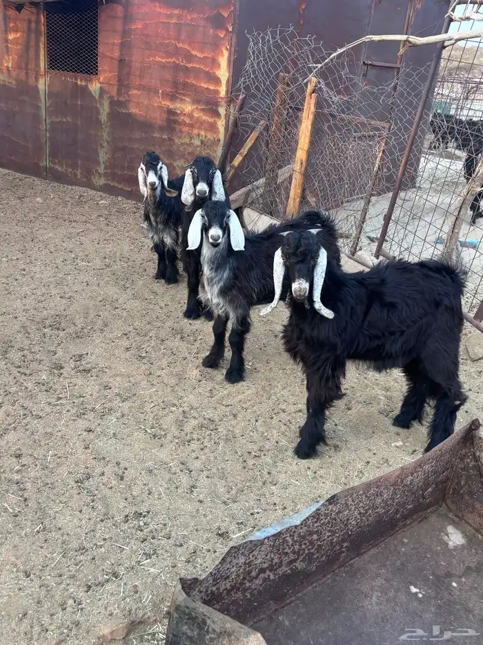 لبيع تيوس 4 0