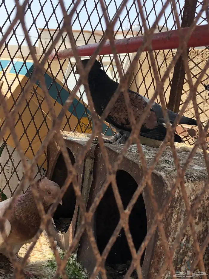 زوج هجين صنعاني  روماني 1