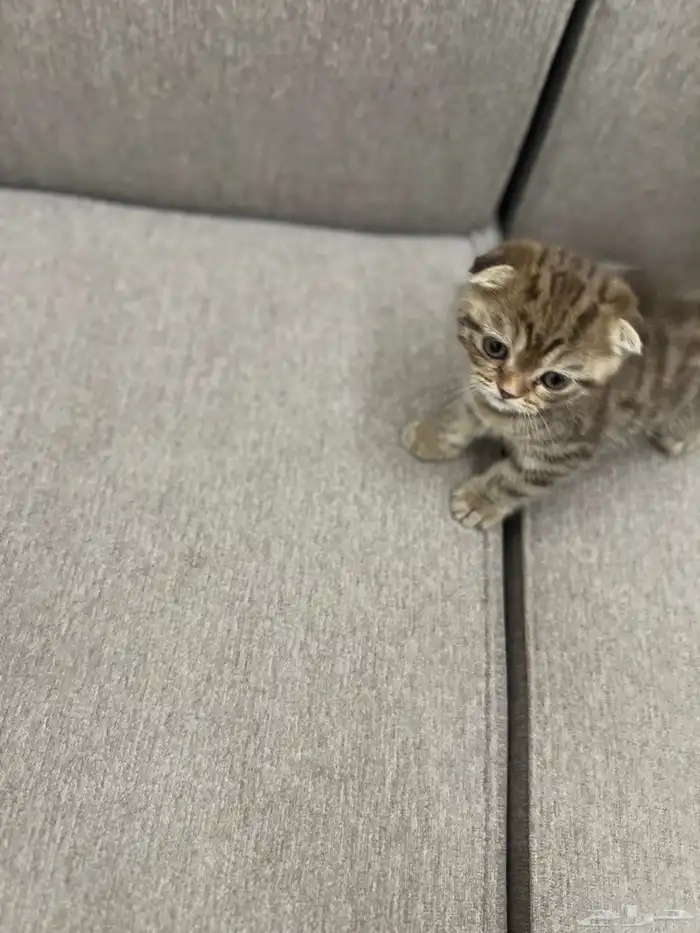 سكوتش دبل فولد مميز جدا ماشاءالله لون نادر مطعم 8