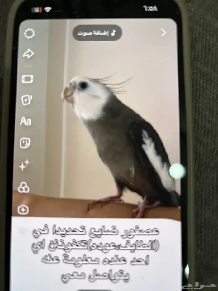 كروان ضايع من يوم الخميس في عودة الي يلقاه له مكافأة مالية 0