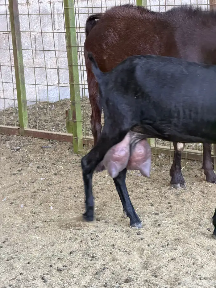 ماعزمرسيانو فاخر من الآخر 3