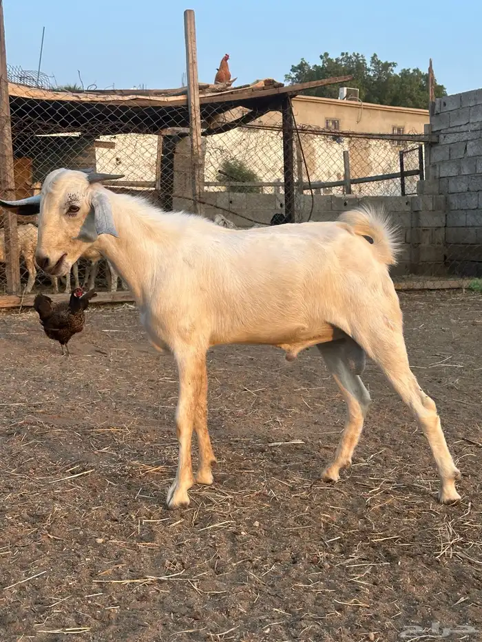 تيس اعفر للبيع 0