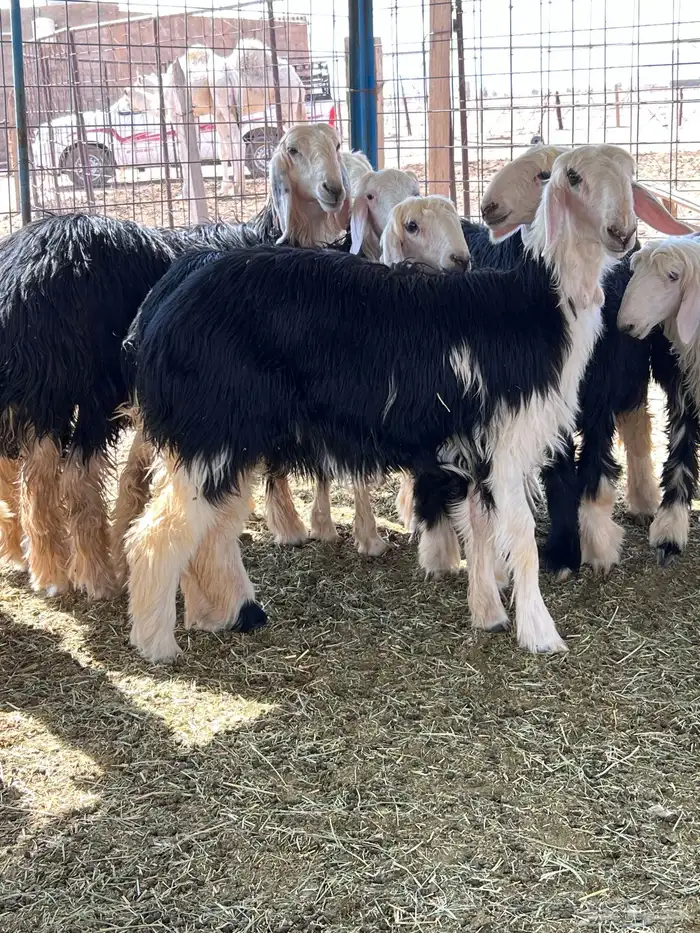 مراح جذعات نجد للبيع 1