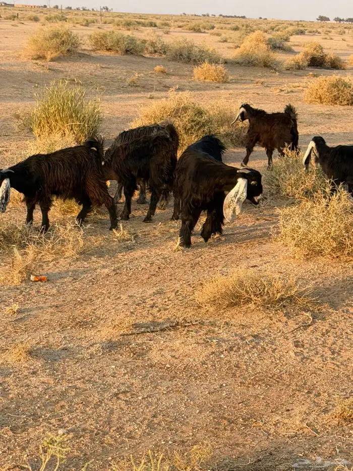 للبيع جذعات جفرات عوارض 0