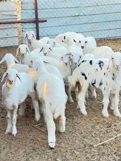 بهم حبص تربيه index